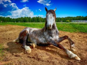 Pielęgnacja końskich kopyt – Czemu jest tak ważna
