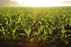 Rolnictwo zrównoważone – co to jest ?
