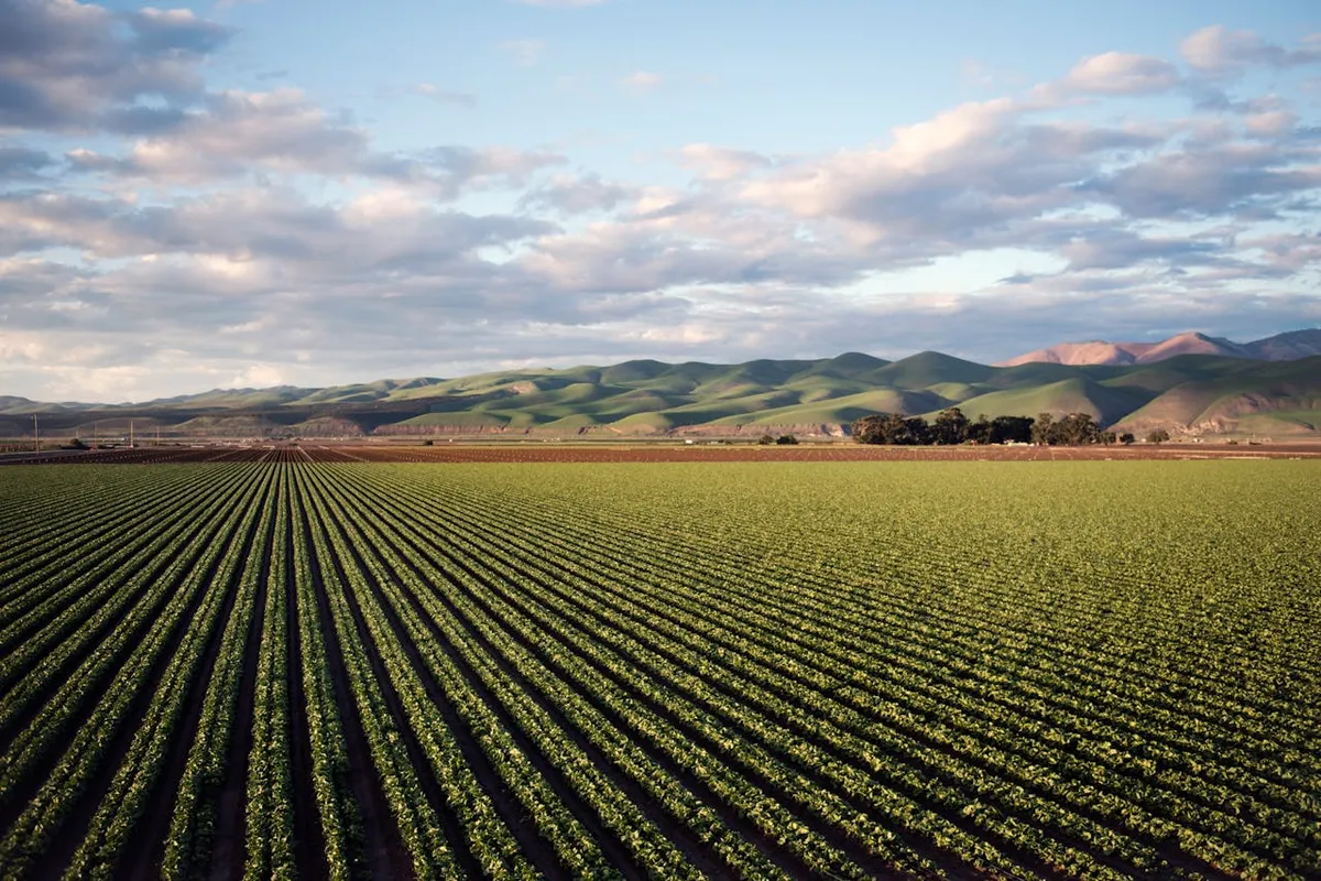 Rolnictwo intensywne i ekstensywne – dwa oblicza współczesnej agrokultury