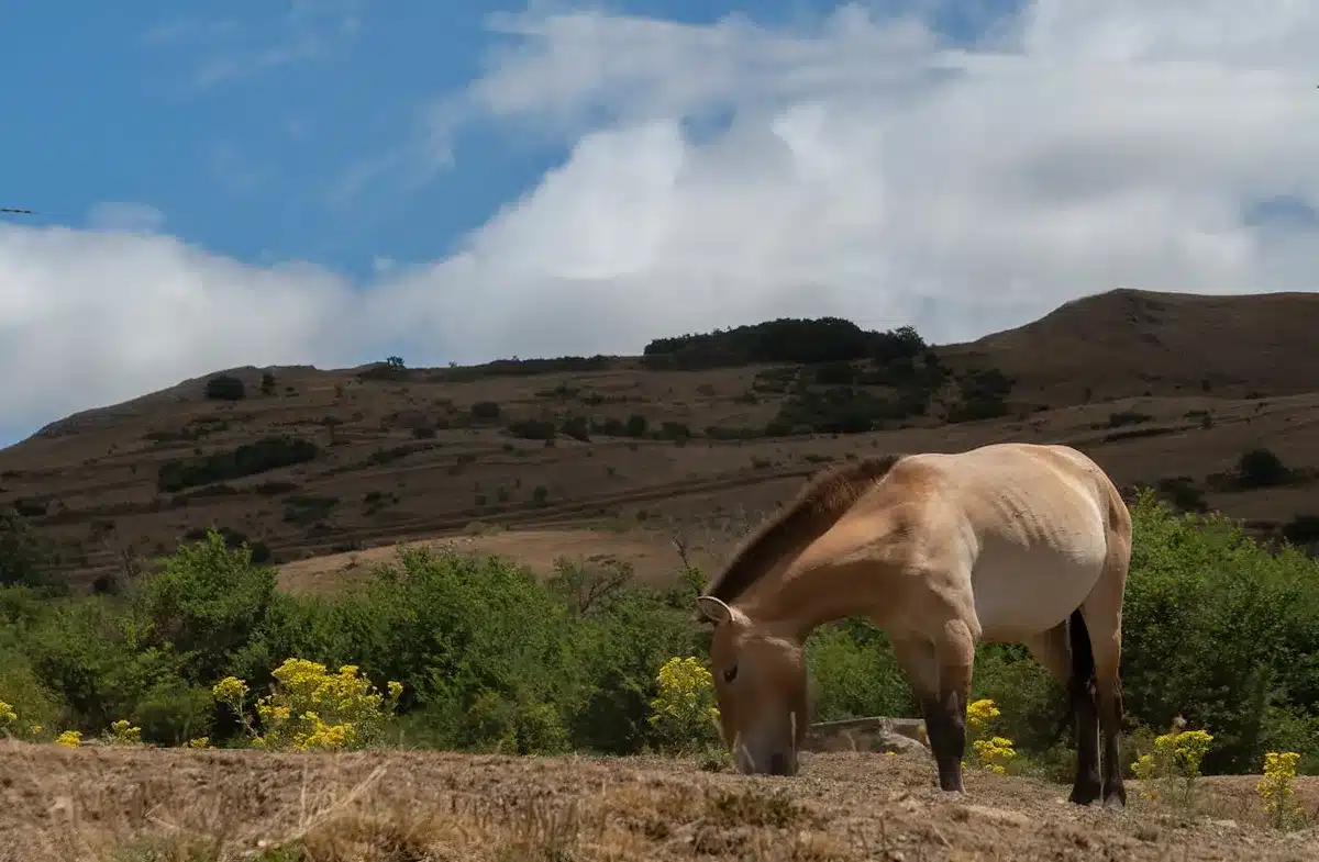 Koń Przewalskiego – wyjątkowe dziedzictwo dzikiej natury