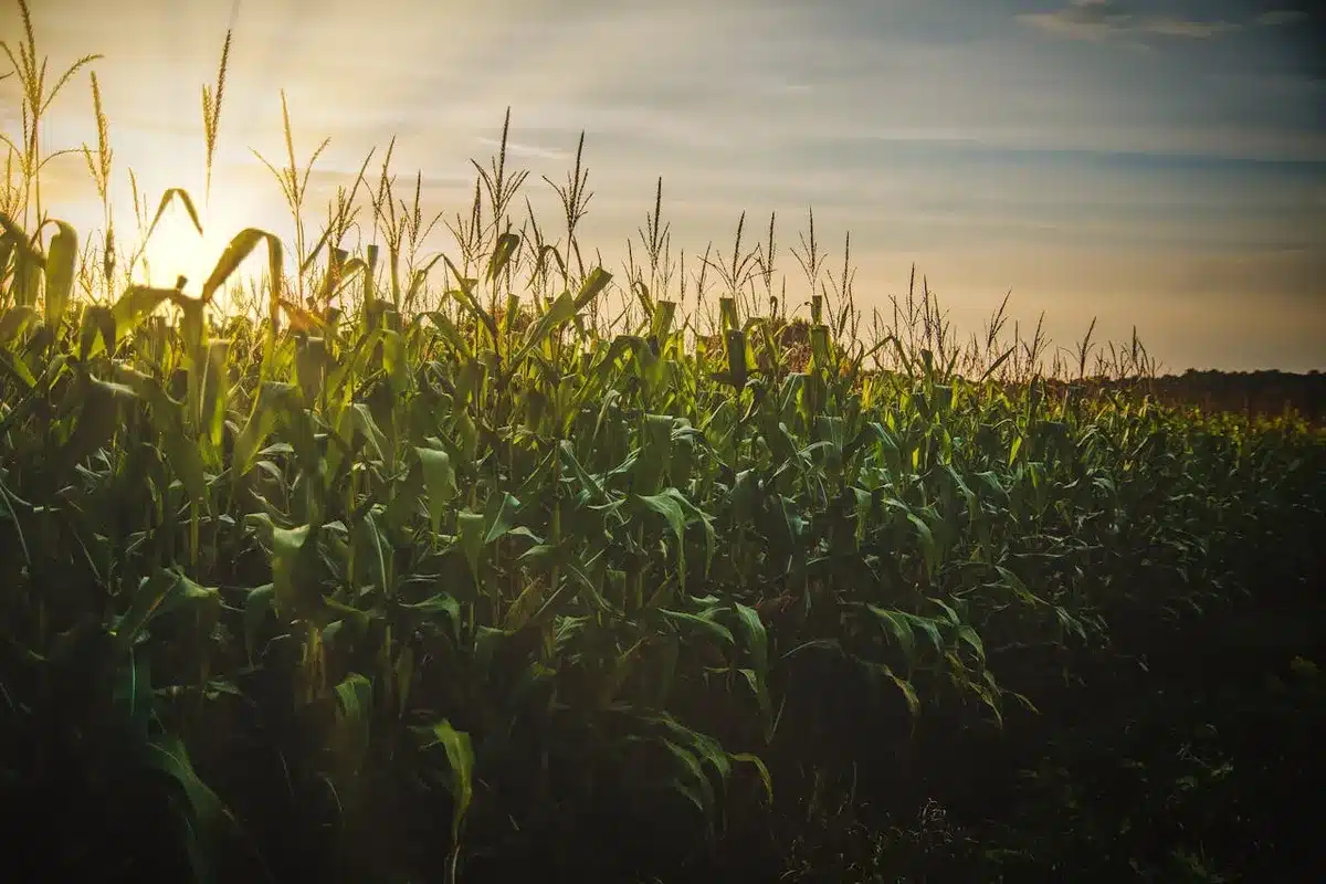 Kukurydza samoistny skarb natury – siew i uprawa