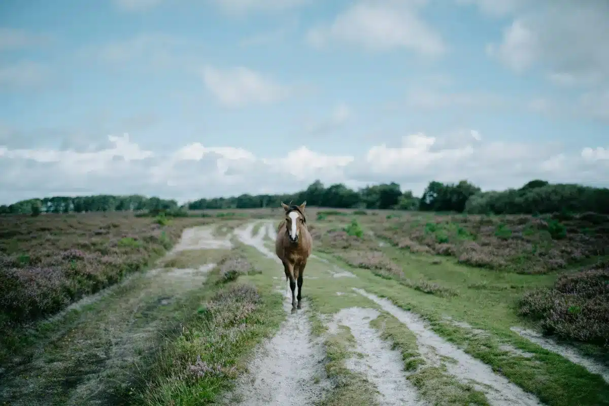 New Forest Pony – Fascynująca Rasa i Jej Tajemnice